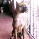 Toshka