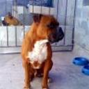 Taison