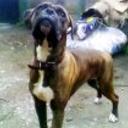 Wanda