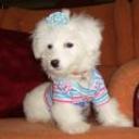 Princesa alfonzo alarcon