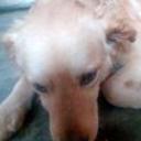 Renato