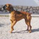 Kora de atopesiempre