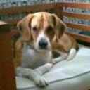 Pupy
