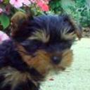 Martina