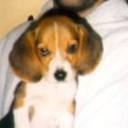 Pupy