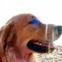 Danko diaz abett de la torre