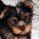 Romeo