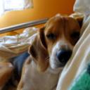 Pupy