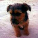 Tobi