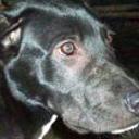 Blacky