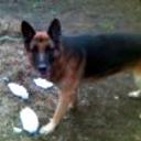 Baco
