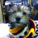 Toffee