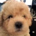Teddy