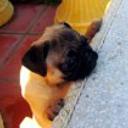 Brandy