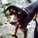 Scooby
