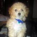Baby