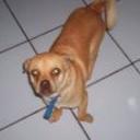 Chacho