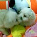 Teddy