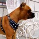 Chucho