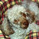 Bownie