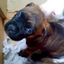 Rocki