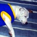 Chiqui