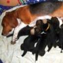 Luna y sus bebes