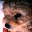 Sanson
