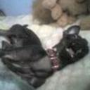 Blacky
