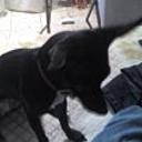 Mausy