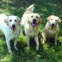 Nala, boddy y sammy