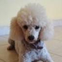 Mipsy