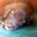 Mocca