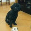 Negrita