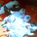 Hijos de kira y full