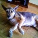 Curro
