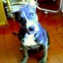 Brako
