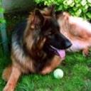 Rufo