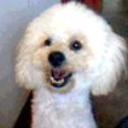 Bartolo