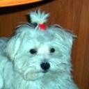 Copito