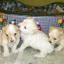Samy, peluche y doggui