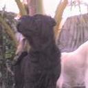 Negra