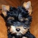Muneca