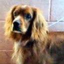 Baster