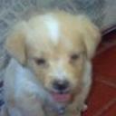 Tylor