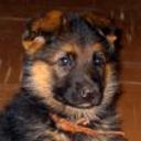 Wanda