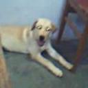 Balto