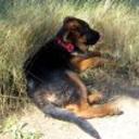 Rex