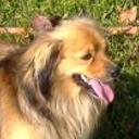 Tambor