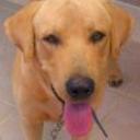 Tayson